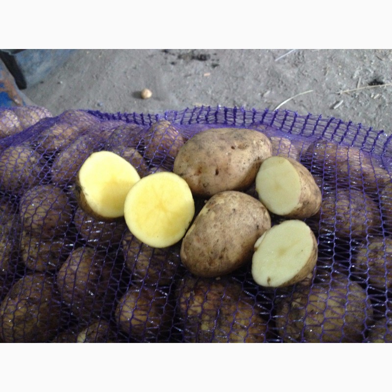 Фото 6. Продам продовольственный картофель, сорт Гала, Кроне, Джувел