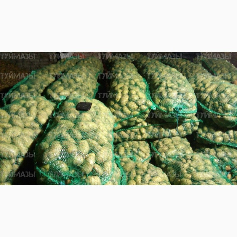 Фото 7. Продам продовольственный картофель, сорт Гала, Кроне, Джувел