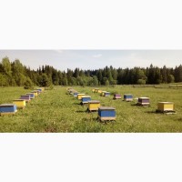 Каркасные ульи для пчел