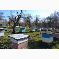 Продаю пчелопакеты и плодных маток