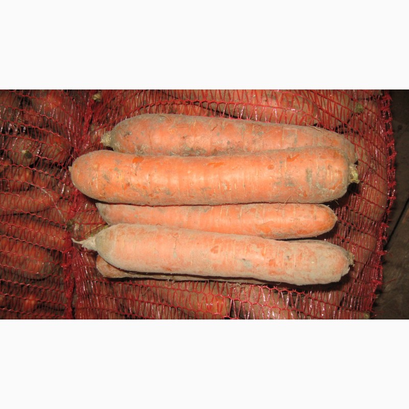 Фото 3. Морковь оптом от производителя!сорт Купар, урожай 2018 года