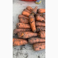 Морковь хорошего качества крупная