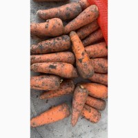 Морковь хорошего качества крупная