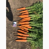 Продаём морковь сорт Кордоба оптом от фермера