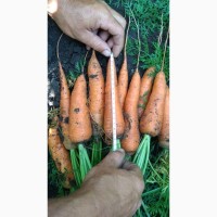 Продаём морковь сорт Кордоба оптом от фермера