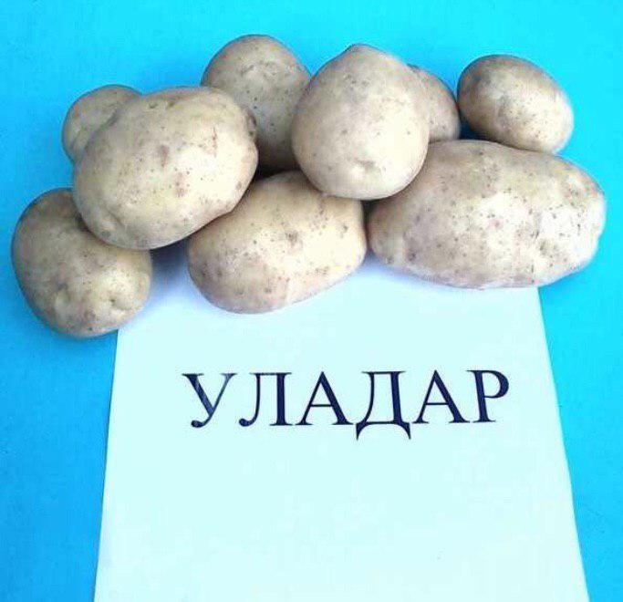 Молодой картофель, сорт Уладар (урожай 2019) с полей Нижегородской области