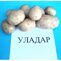 Молодой картофель, сорт Уладар (урожай 2019) с полей Нижегородской области