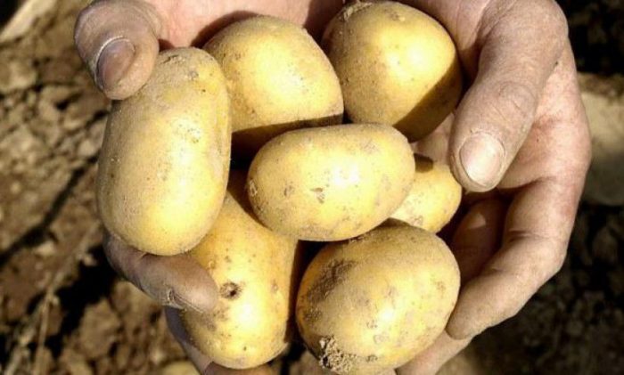 Фото 2. Молодой картофель, сорт Уладар (урожай 2019) с полей Нижегородской области