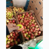 Яблоки оптом от 20 тонн