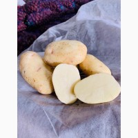 Продам продовольственный картофель, сорт Невский