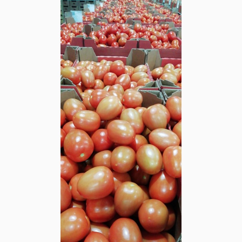 Фото 2. Томаты (помидоры) красные, сливка, розовые, на ветке Оптом