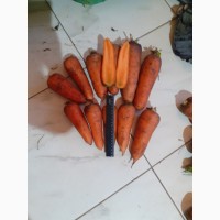 Продаем крупную морковь, сорт Кардоба