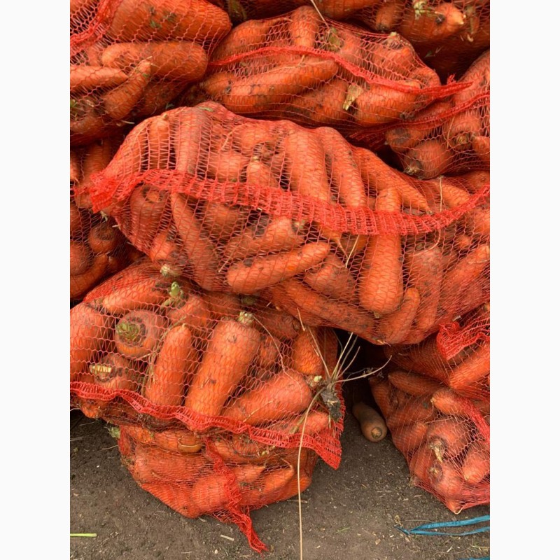 Фото 2. Продаем крупную морковь, сорт Кардоба