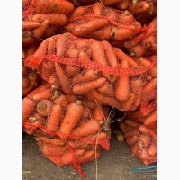 Продаем крупную морковь, сорт Кардоба