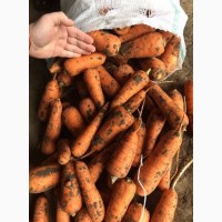 Морковь оптом со склада от 20