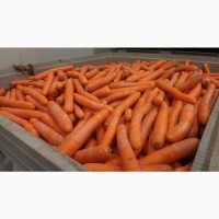 Морковь оптом из Беларуси от производителя, 15 руб./кг