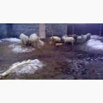 Продаются козы, козлята молочная порода разных возрастов