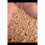 Продаем пшеницу фуражную