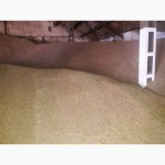 Продаем пшеницу фуражную