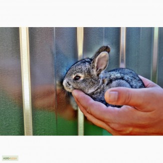 Распродажа племенных кроликов Советская Шиншилла