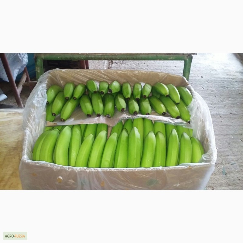 Фото 3. Бананы из Косте-Рики (Cavendish premium)