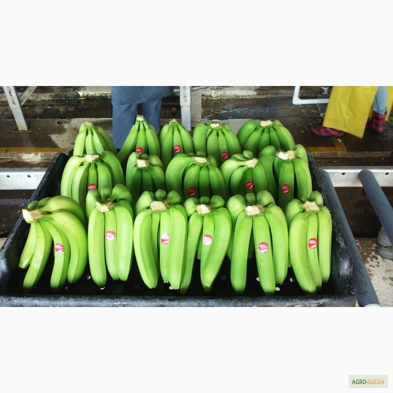 Фото 5. Бананы из Косте-Рики (Cavendish premium)