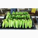 Бананы из Косте-Рики (Cavendish premium)