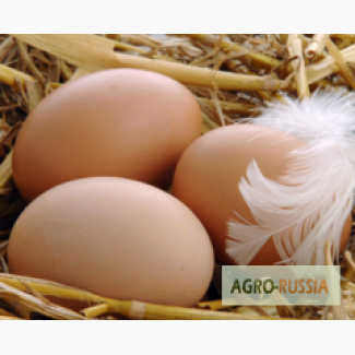 Продаем инкубационное яйцо утки Мулард