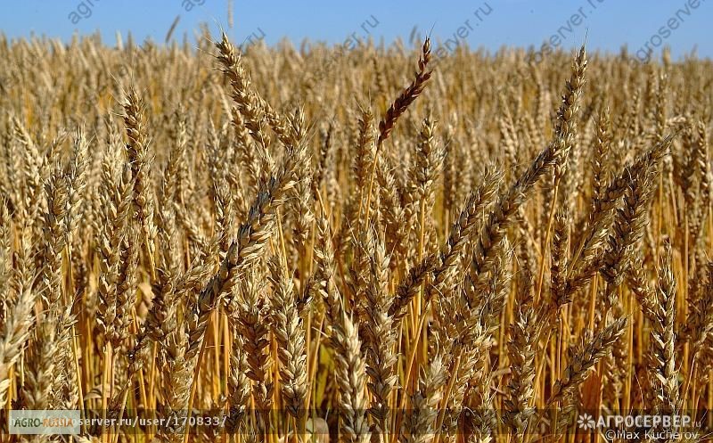 Фото 2. Продам: Семена пшеницы Маргарита, РС1, ЭС