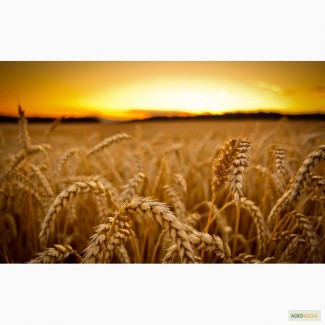 Продам: Семена пшеницы Маргарита, РС1, ЭС