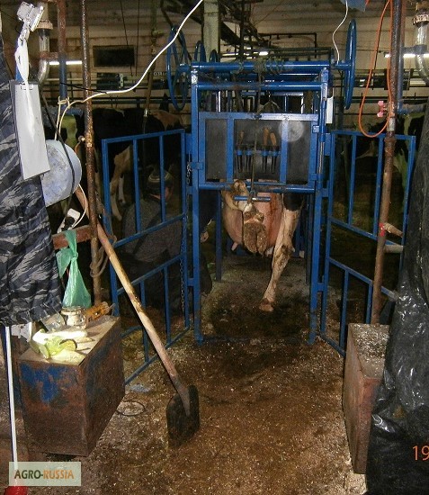 Фото 2. Обрезка копыт коров