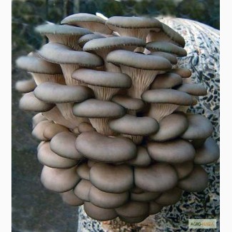 Продам грибы вешенка свежая