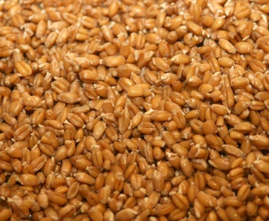 Фуражное зерно с доставкой! Овес, ячмень, кукуруза, пшеница, жмыхи, шрота! Московская обл
