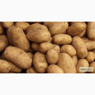 Купим картофеь у фермера 1000т