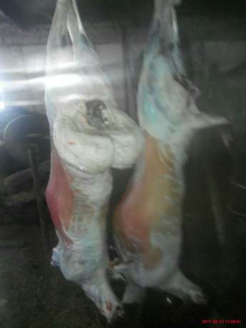 Фото 2. Оптовая продажа баранины
