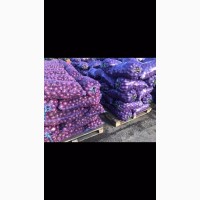 Продам лук фиолетовый