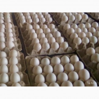 Инкубационное яйцо. Утка Агидель, Курганская обл