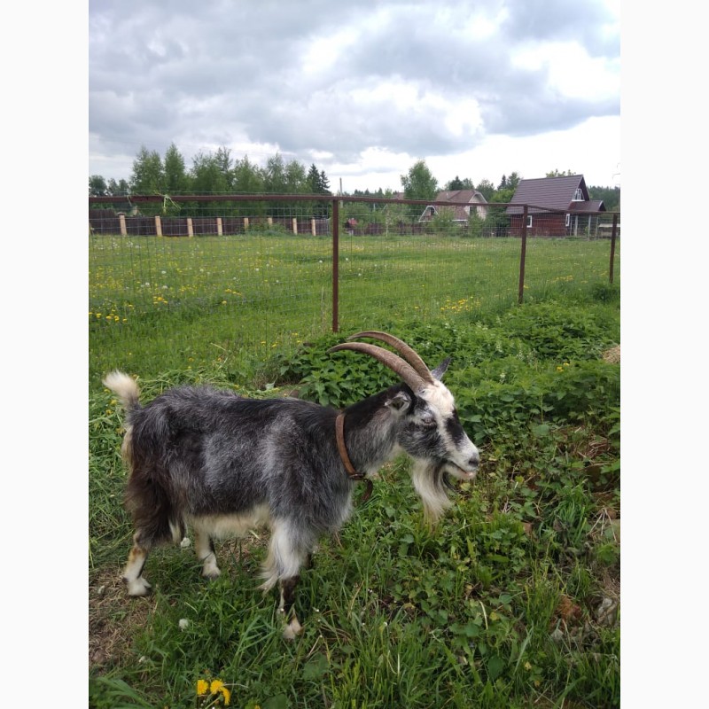 Продам дойную козу,  дойную козу, Московская обл — Agro-Russia