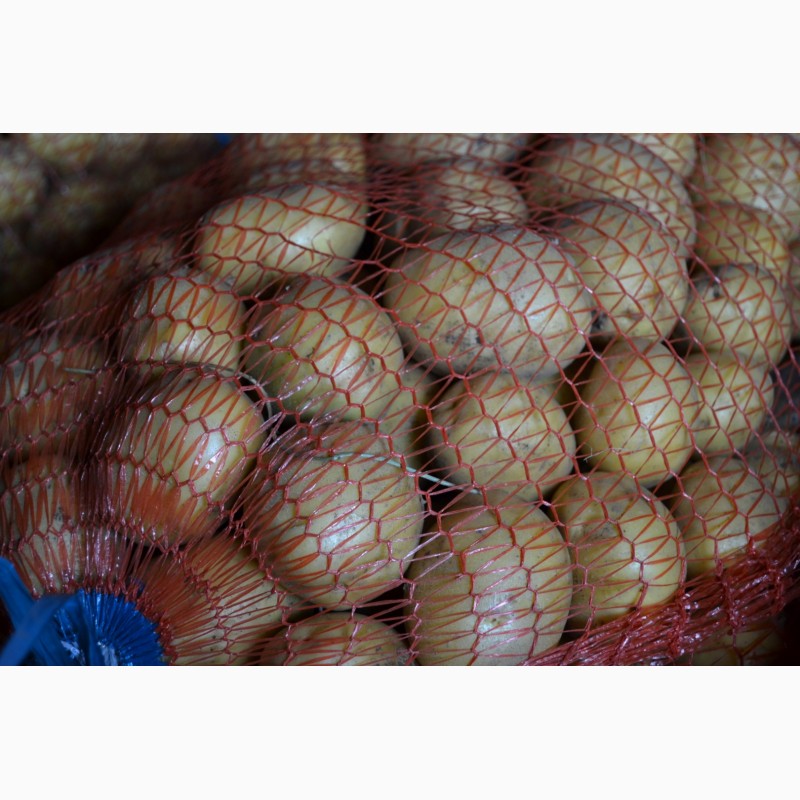 Фото 6. Картофель семенной оптом Вега и Гала раннеспелый