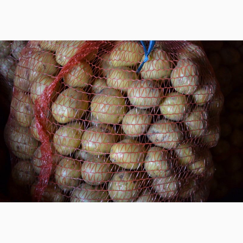 Фото 9. Картофель семенной оптом Вега и Гала раннеспелый