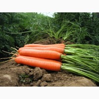 Куплю морковь от 10 см, любые объемы