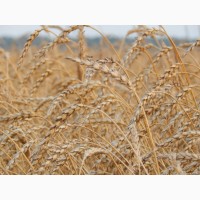 Семена пшеницы и овса от производителя