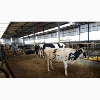 Продажа коров дойных, нетелей молочных пород в Таджикистане