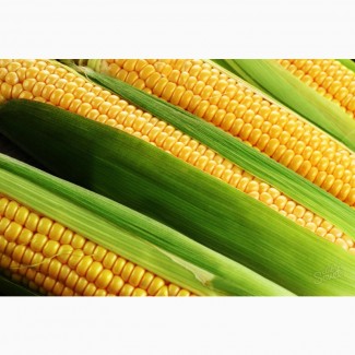 Гибриды семена кукурузы П8400, ПР37Н01, ПР39Д81, ПР39Ф58, П7709, ПР39Х32 (Пионер, Pioneer)