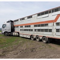 Перевозка скота