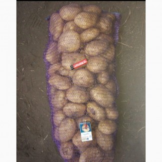 Продам семенной картофель сорт Эль Мундо