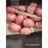 Картофель мытый красный урожая 2020г оптом от производителя