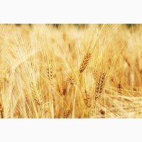 Ячмень отруби пшеница