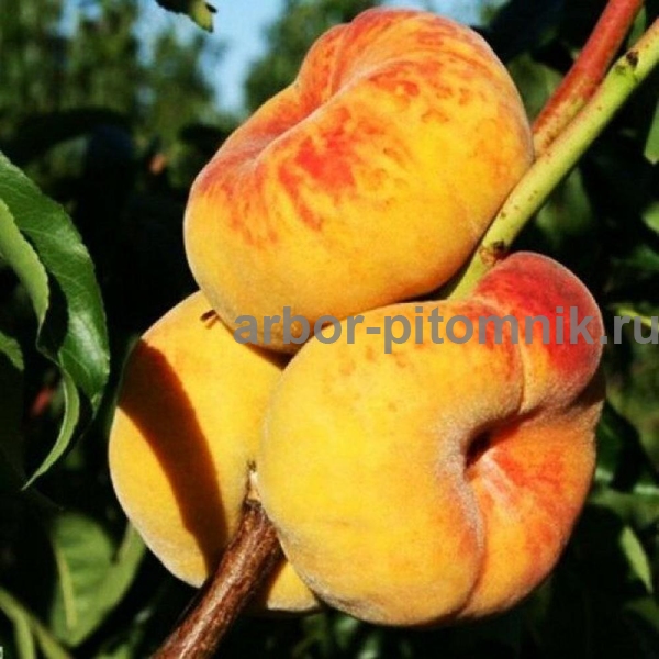 Фото 2. Саженцы персиков из питомника в Подмосковье
