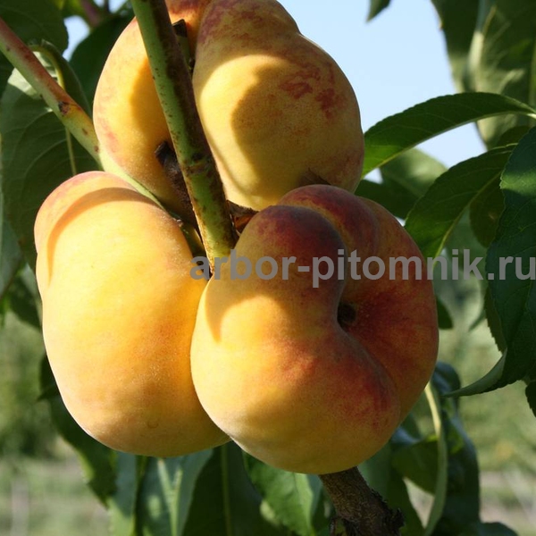 Фото 3. Саженцы персиков из питомника в Подмосковье